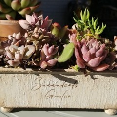 多肉植物用　リメイク缶　2個セットの画像