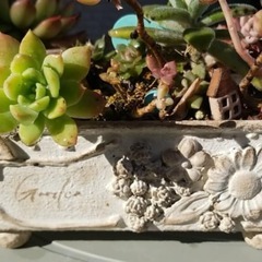 多肉植物用　リメイク缶　2個セットの画像