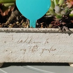 多肉植物用　リメイク缶　2個セットの画像