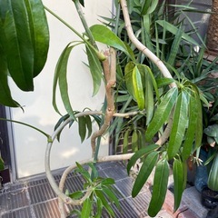 観葉植物　アンガスティフォリア　高さ１３５センチ
の画像