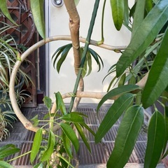 観葉植物　アンガスティフォリア　高さ１３５センチ
の画像