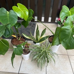 観葉植物5鉢の画像