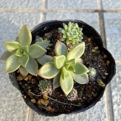 植物３点セットの画像