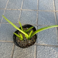 植物３点セットの画像