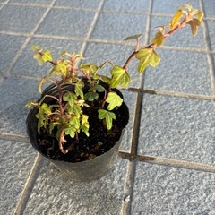植物３点セットの画像