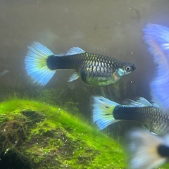 ドイツイエロータキシード(サンセット系)親魚メス1匹の画像