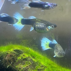 ドイツイエロータキシード(サンセット系)親魚メス1匹の画像