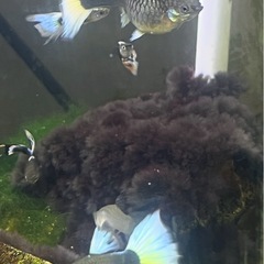 ドイツイエロータキシード(サンセット系)親魚メス1匹の画像