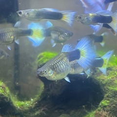 ドイツイエロータキシード(サンセット系)親魚メス1匹の画像