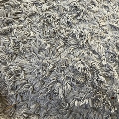 ニトリ　ラグ　188x188の画像