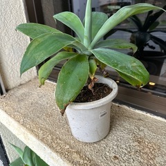 アガベ　アテナータの画像