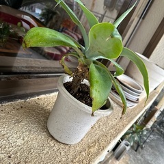 アガベ　アテナータの画像