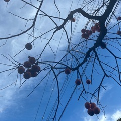 渋柿　柿酢に！の画像