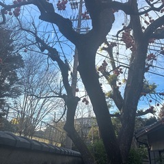 渋柿　柿酢に！の画像