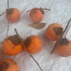 渋柿　柿酢に！の画像