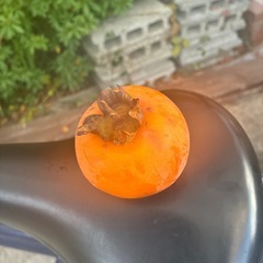 渋柿　柿酢に！の画像