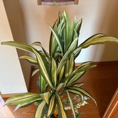 人口観葉植物①
の画像