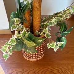 人口観葉植物①
の画像