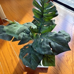 人口観葉植物②の画像