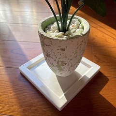 人口観葉植物②の画像