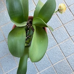 眉刷毛万年青(まゆはけおもと)の画像