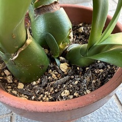 眉刷毛万年青(まゆはけおもと)の画像