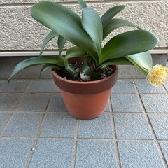 眉刷毛万年青(まゆはけおもと)の画像