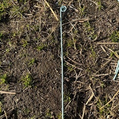 苺の葉よけ、玉(花)だしの針金の画像