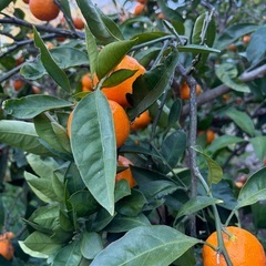 有田産早生みかん　B品 受付終了まで6日の画像