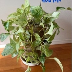 観葉植物 ポトス マーブルの画像