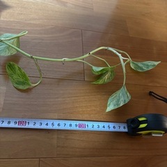 観葉植物 ポトス マーブルの画像