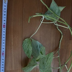 観葉植物 ポトス マーブルの画像