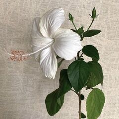 ハイビスカス（ホワイトバタフライ）鉢植えの画像