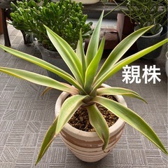 アガベ 子株の画像