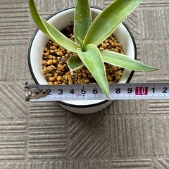 アガベ 子株の画像