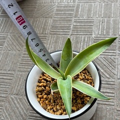 アガベ 子株の画像