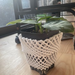 アグラオネマピグタムトリカラーの画像