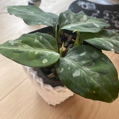 アグラオネマピグタムトリカラーの画像