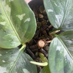 アグラオネマピグタムトリカラーの画像