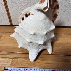 大きい貝-置物の画像