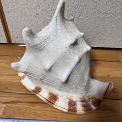 大きい貝-置物の画像