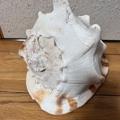 大きい貝-置物の画像