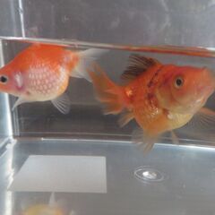 金魚　ピンポンパール3匹＋おまけの画像