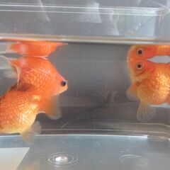 金魚　ピンポンパール3匹＋おまけの画像