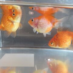 金魚　ピンポンパール3匹＋おまけの画像