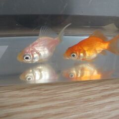 金魚　ピンポンパール3匹＋おまけの画像