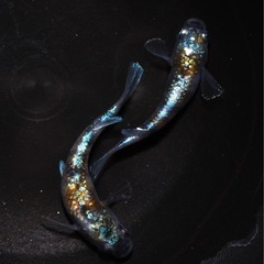 12/20(土)　JAあつぎ あぐりべぇ メダカ出荷の画像