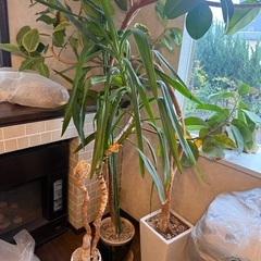 大切に育てた🪴植物ガーデニングセット🪴の画像