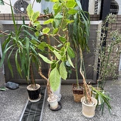 大切に育てた🪴植物ガーデニングセット🪴の画像
