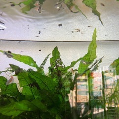 🐟グッピーの稚魚差し上げます🐟の画像